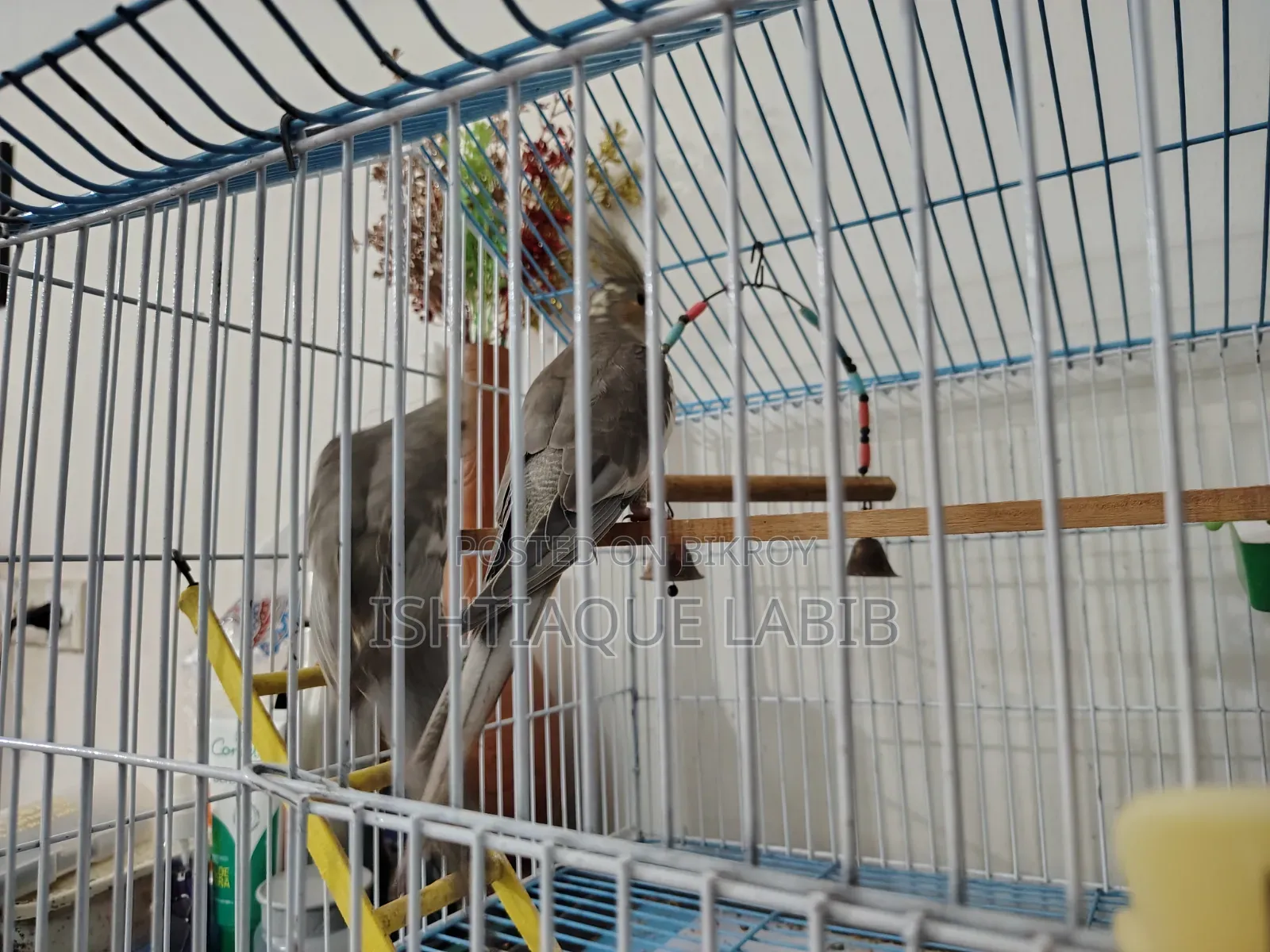 Cockatiel Bird