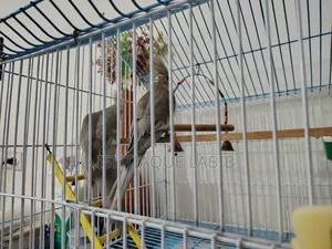 Cockatiel Bird
