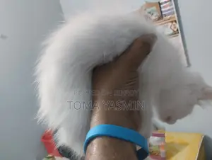 1-3 Months Female Purebred Persian