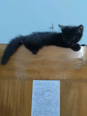 1-3 Months Female Purebred Persian