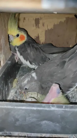 Cockatiel Pair