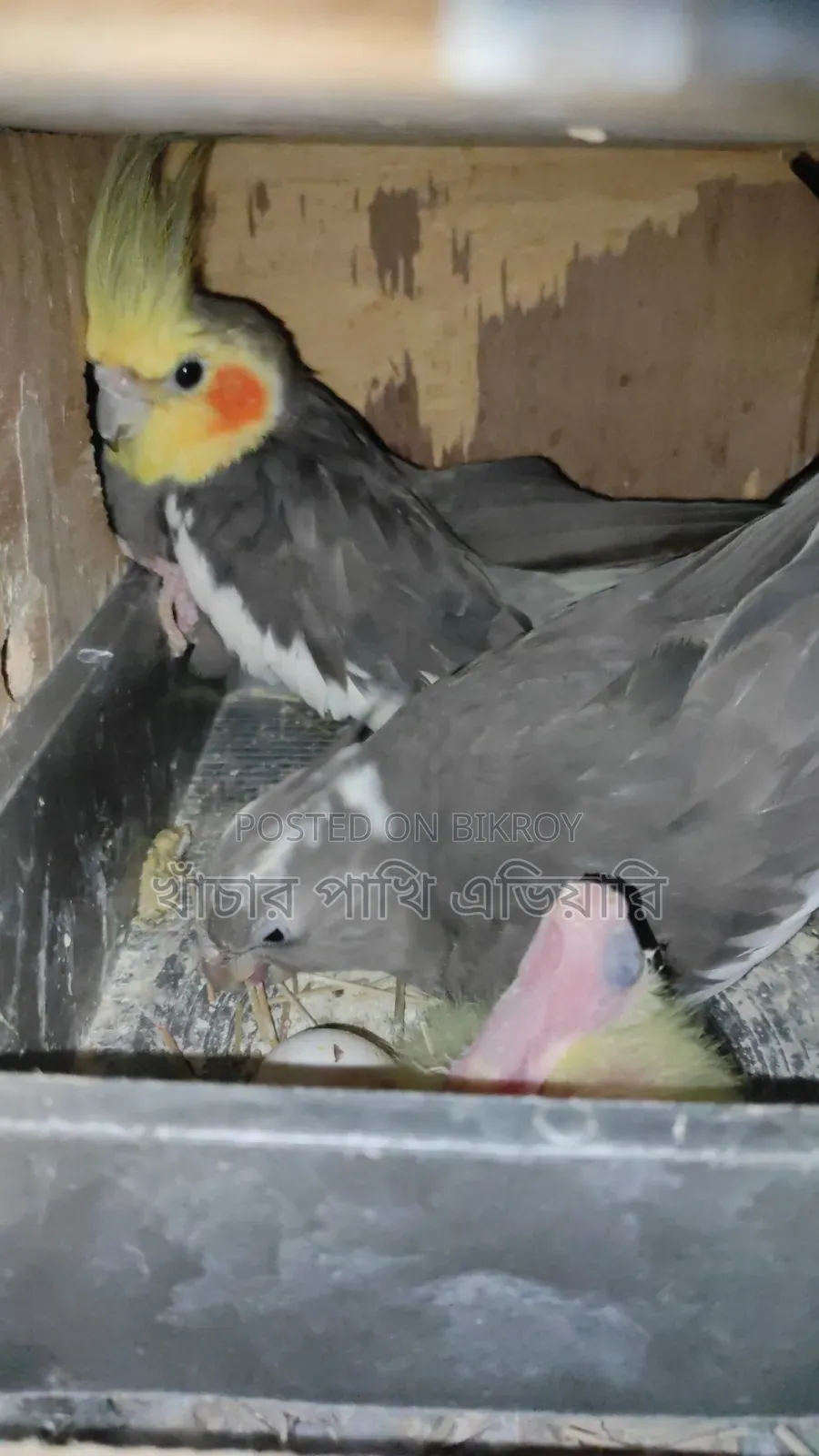 Cockatiel Pair