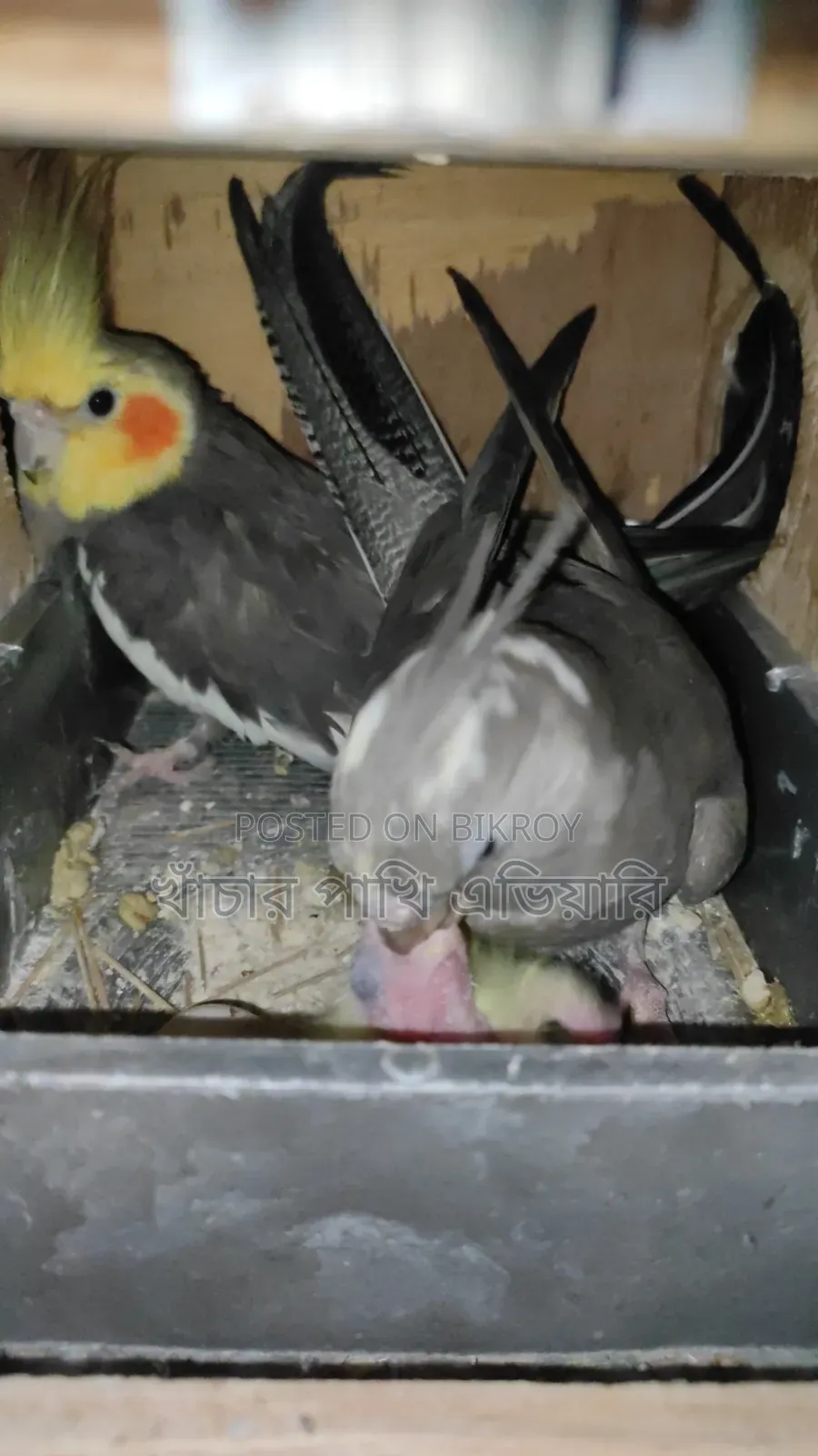 Cockatiel Pair