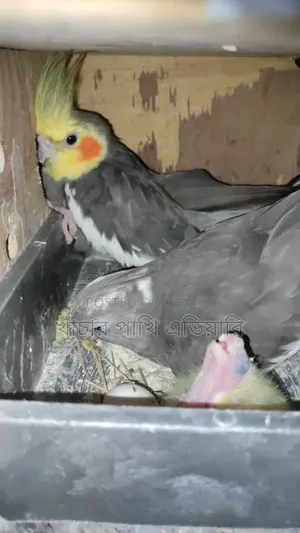 Cockatiel Pair