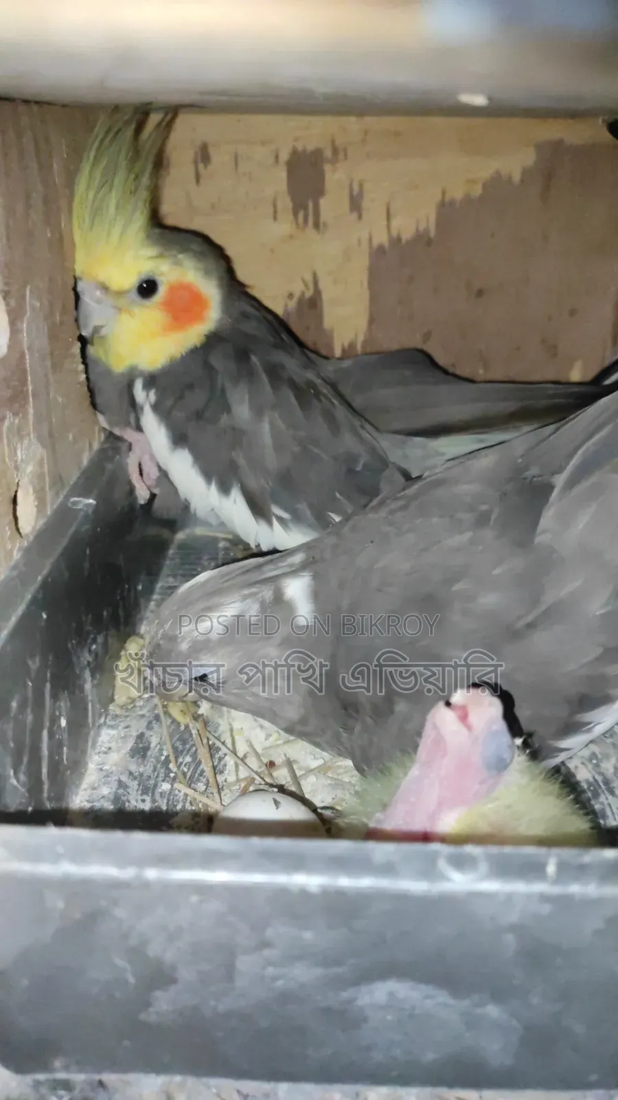 Cockatiel Pair