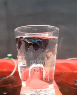 Electric Blue - Fancy Guppy Fish