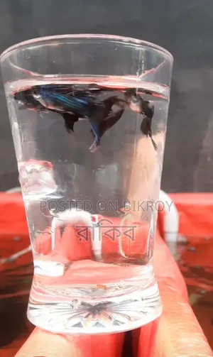 Electric Blue - Fancy Guppy Fish