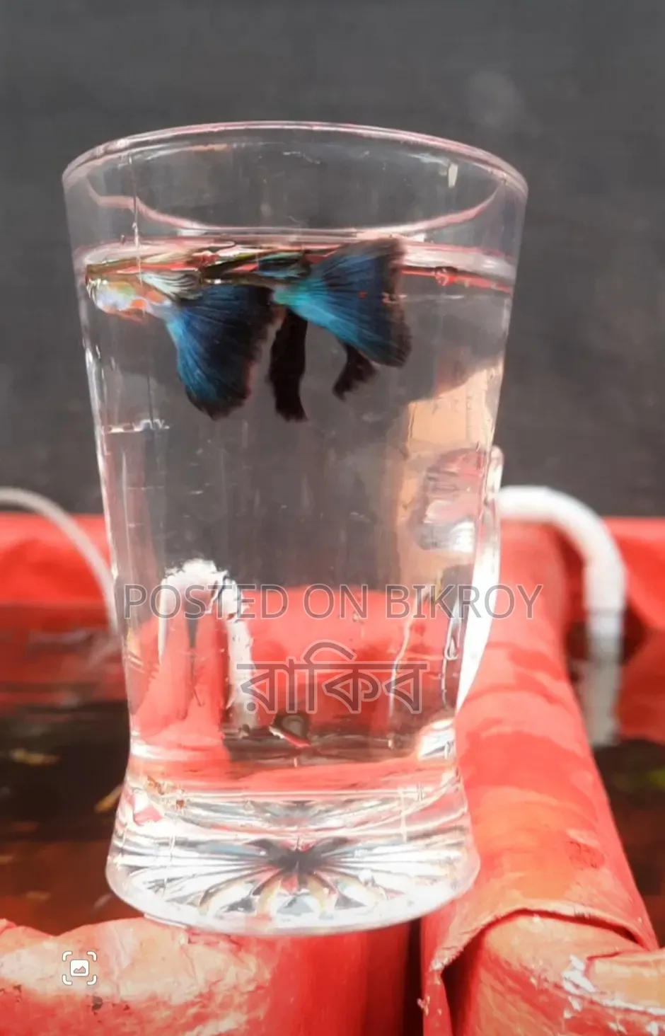 Blue Diamond - Fancy Guppy Fish