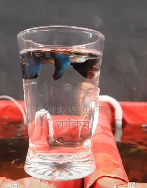 Blue Diamond - Fancy Guppy Fish