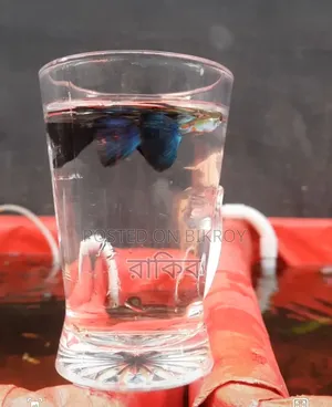 Blue Diamond - Fancy Guppy Fish
