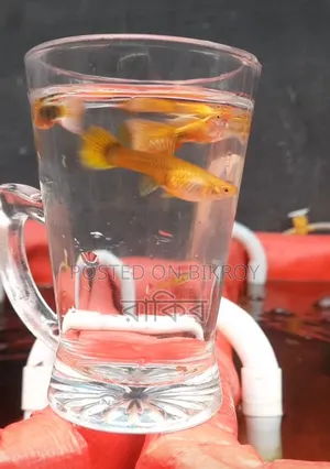 ইয়েলো টক্সিডো - ফ্যান্সি গাপ্পি ফিশ