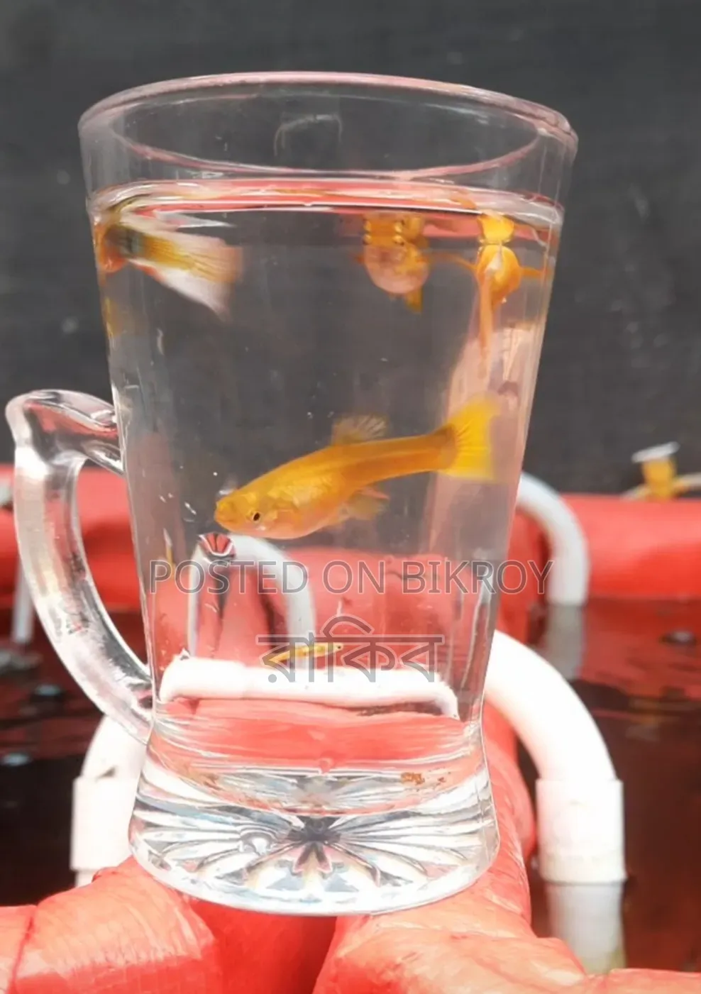 Yellow Toxido - Fancy Guppy Fish