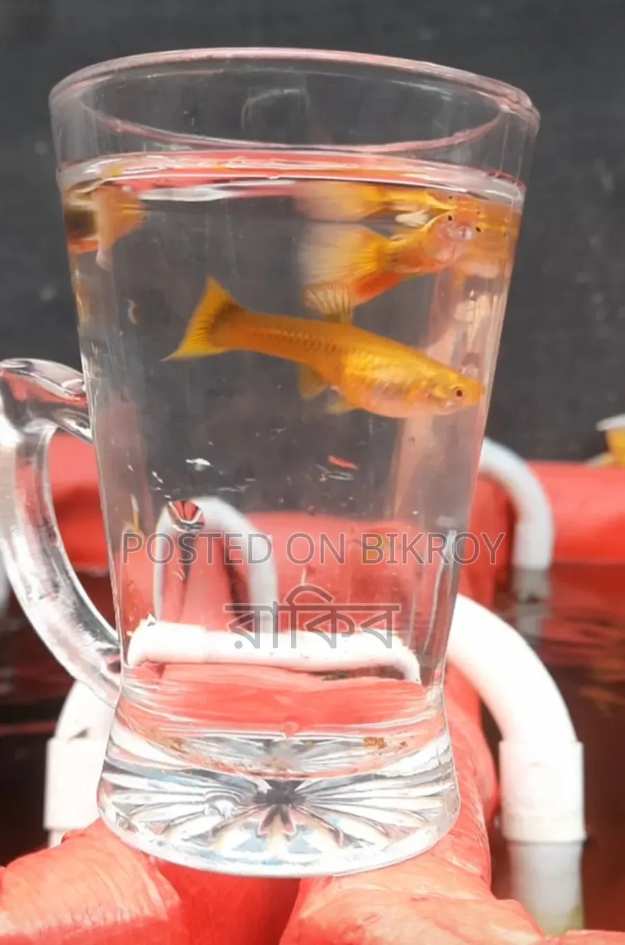 Yellow Toxido - Fancy Guppy Fish