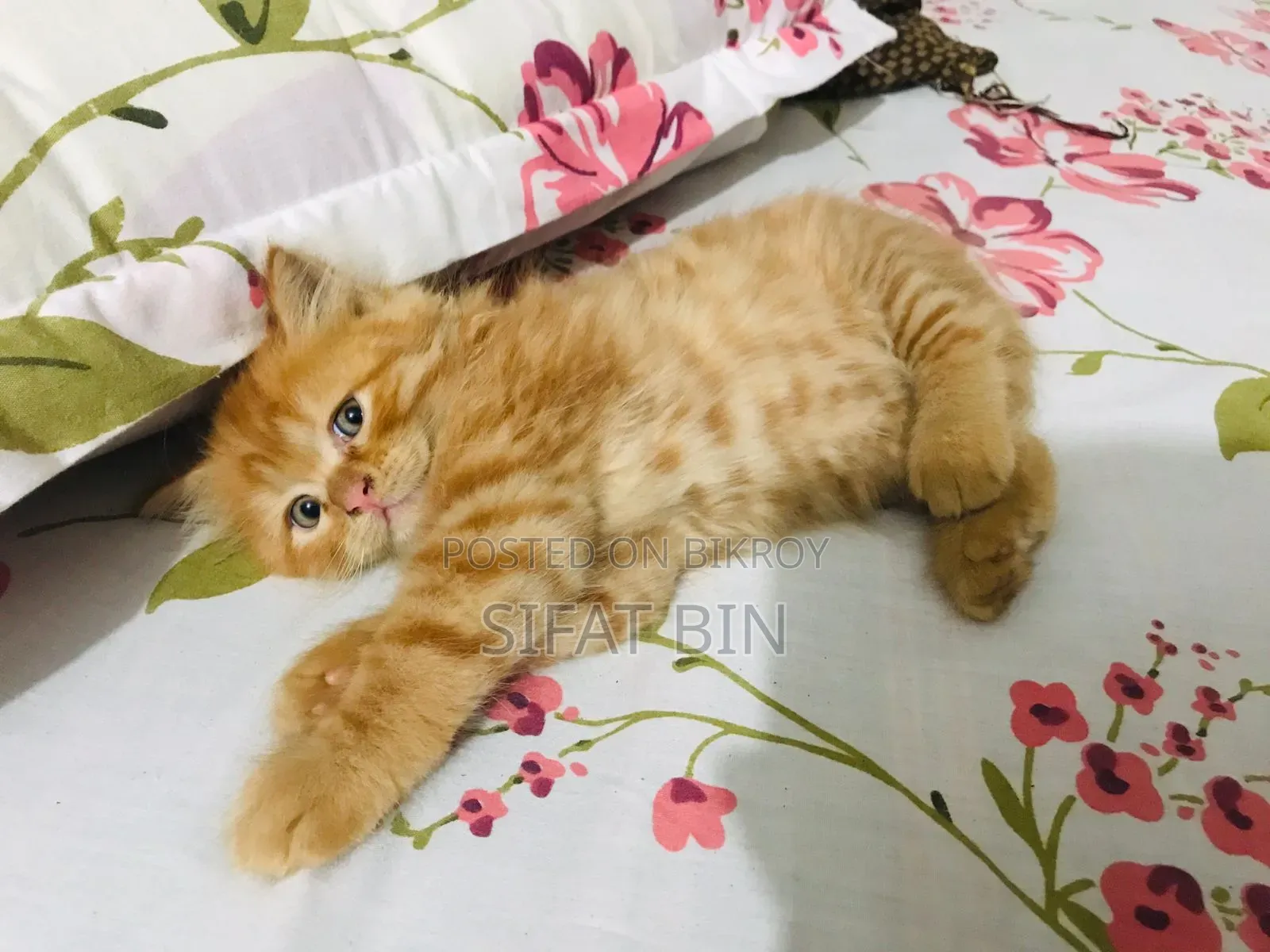 1-3 months Male Purebred Persian