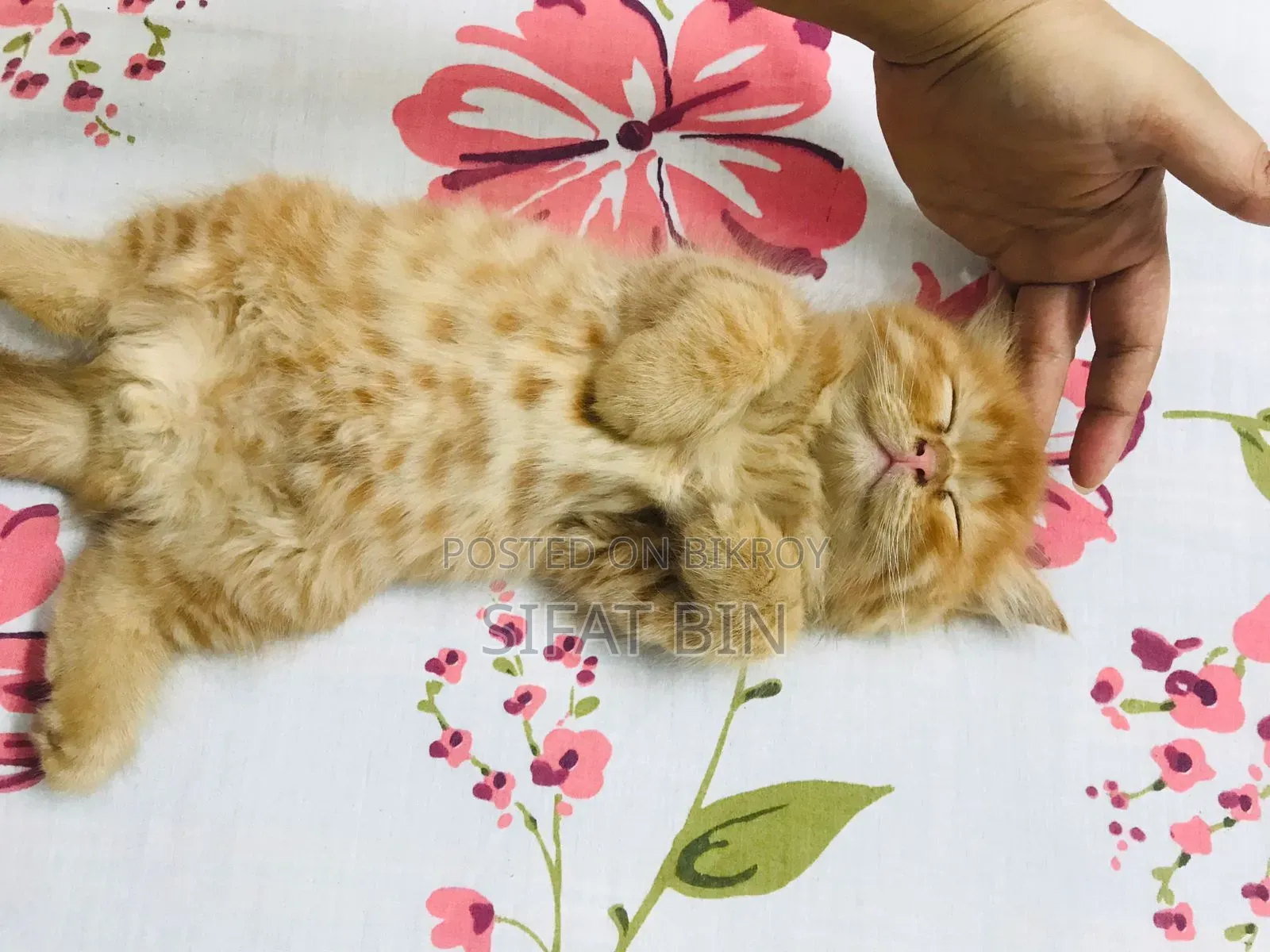 1-3 months Male Purebred Persian