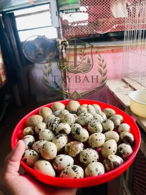 অরিজিনাল ইউরোপিয়ান জাম্বো কোটার্নিক্স (European Jumbo Coturnix)