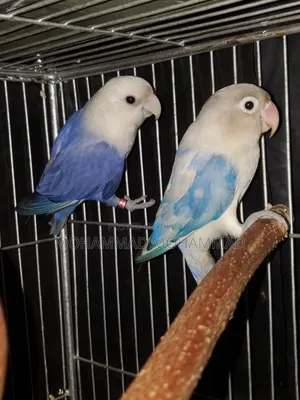 Lovebird Male & Female