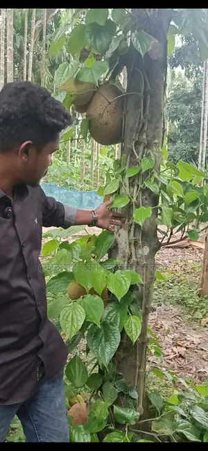 খুলনার খাটি চুইঝাল