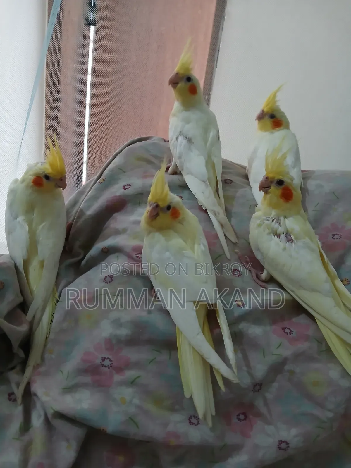 35-50 Days Cockatiels Baby