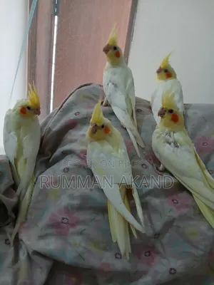 35-50 Days Cockatiels Baby