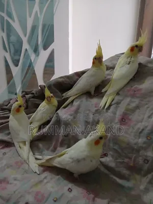 35-50 Days Cockatiels Baby