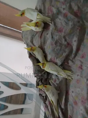 35-50 Days Cockatiels Baby