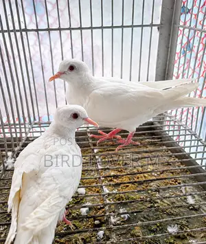 সাদা চুইথাল ঘুঘু জোড়া