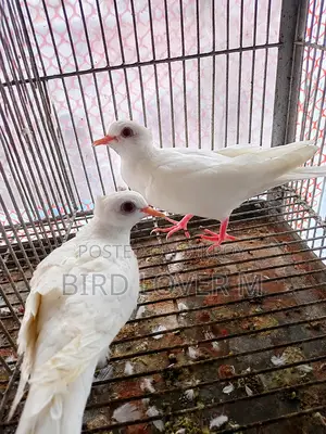 White Chuithal Dove Pair