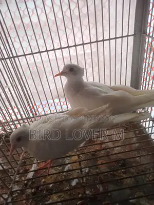 সাদা চুইথাল ঘুঘু জোড়া