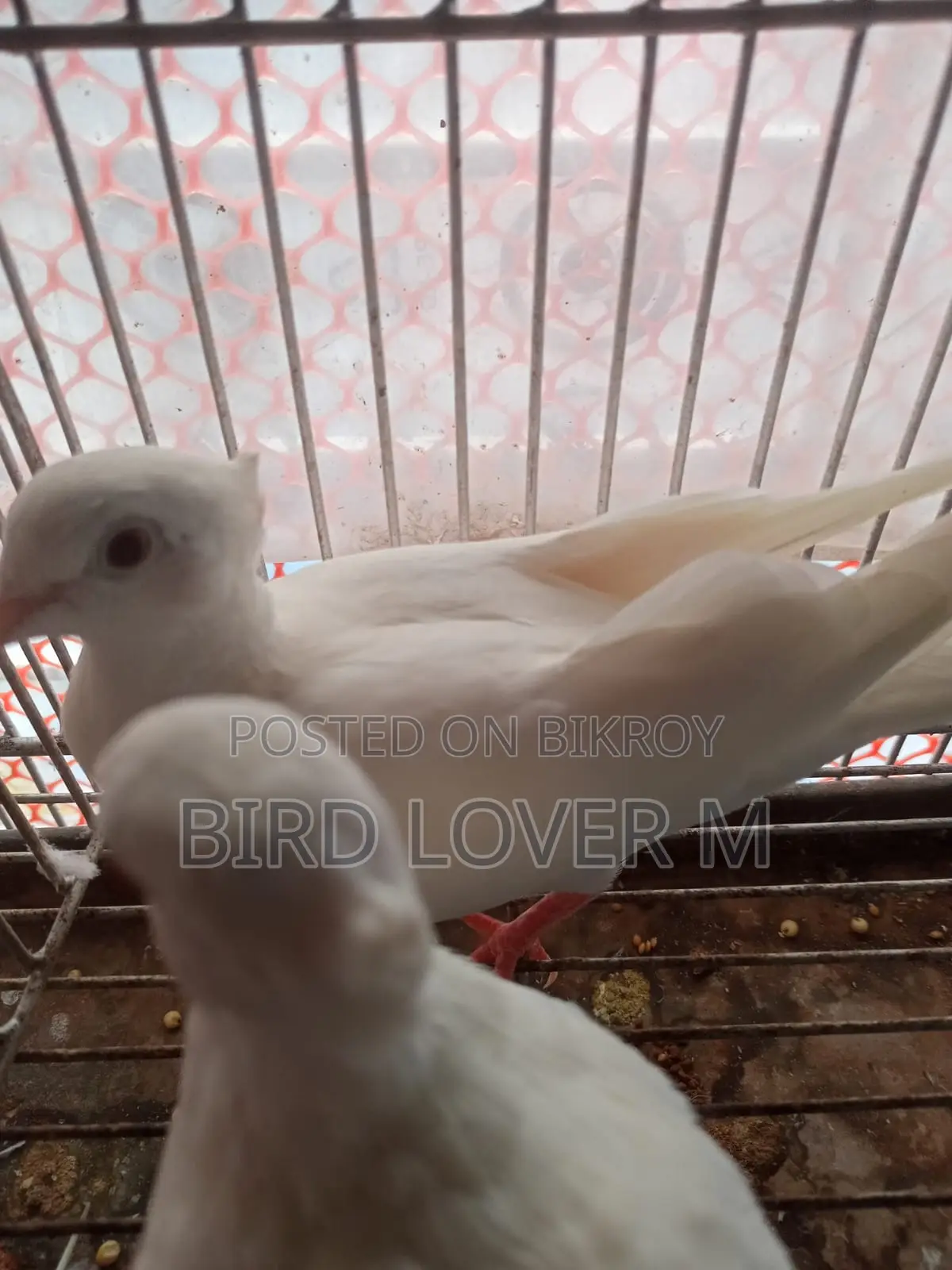 সাদা চুইথাল ঘুঘু জোড়া