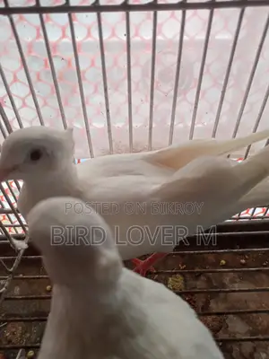 সাদা চুইথাল ঘুঘু জোড়া