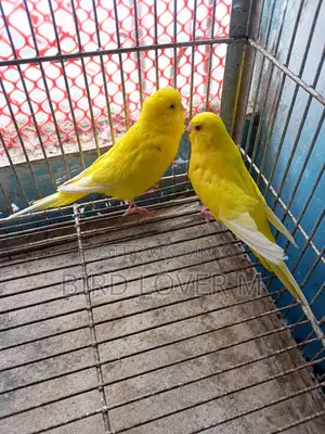 Lutino Black Eye Big Size Budgerigar