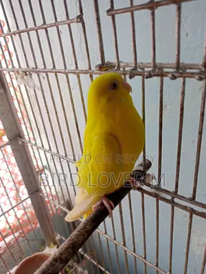 Lutino Black Eye Big Size Budgerigar