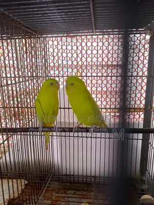 Lutino Black Eye Big Size Budgerigar