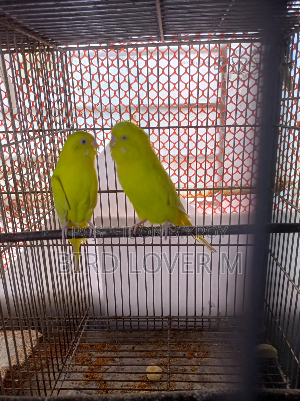 Lutino Black Eye Big Size Budgerigar