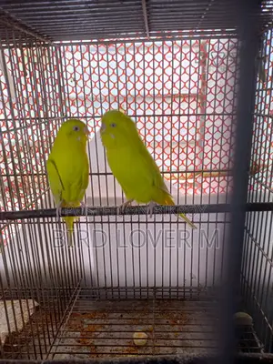 Lutino Black Eye Big Size Budgerigar