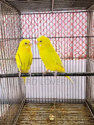Lutino Black Eye Big Size Budgerigar