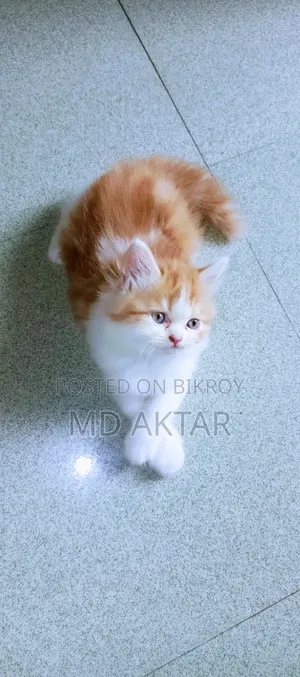 ১-৩ মাস বয়সী পুরুষ বিশুদ্ধ পার্সিয়ান বিড়াল