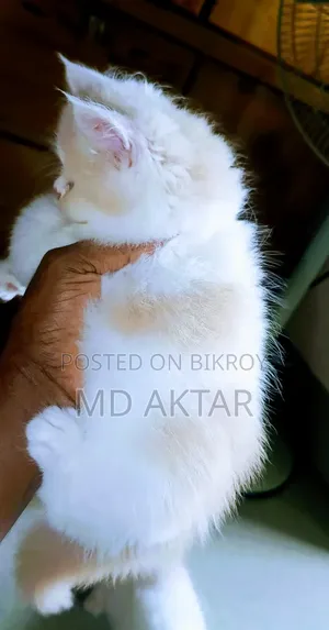 ১-৩ মাস বয়সী পুরুষ বিশুদ্ধ পার্সিয়ান বিড়াল