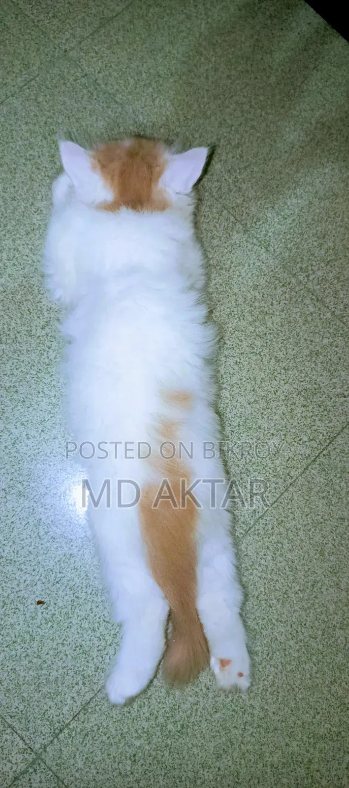 ১-৩ মাস বয়সী পুরুষ বিশুদ্ধ পার্সিয়ান বিড়াল