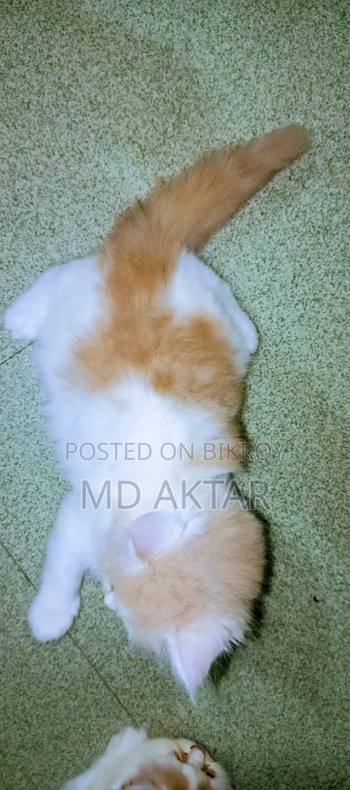 ১-৩ মাস বয়সী পুরুষ বিশুদ্ধ পার্সিয়ান বিড়াল