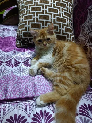1-3 months Male Purebred Persian