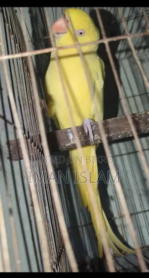 Yellow Ringneck Parrot
