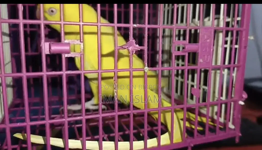 Yellow Ringneck Parrot
