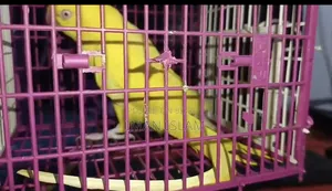 Yellow Ringneck Parrot
