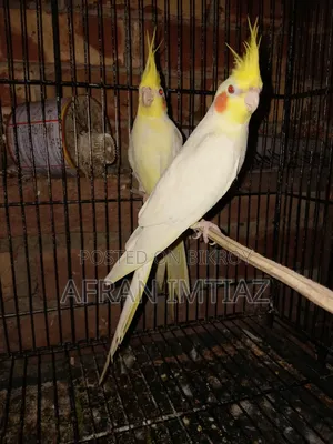 ককাটেল পাখি