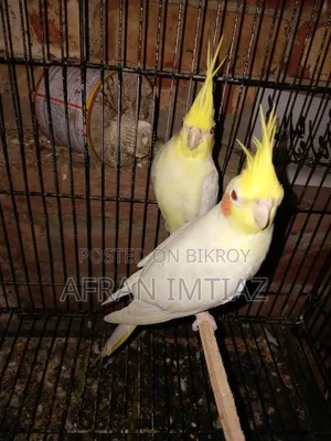 ককাটেল পাখি