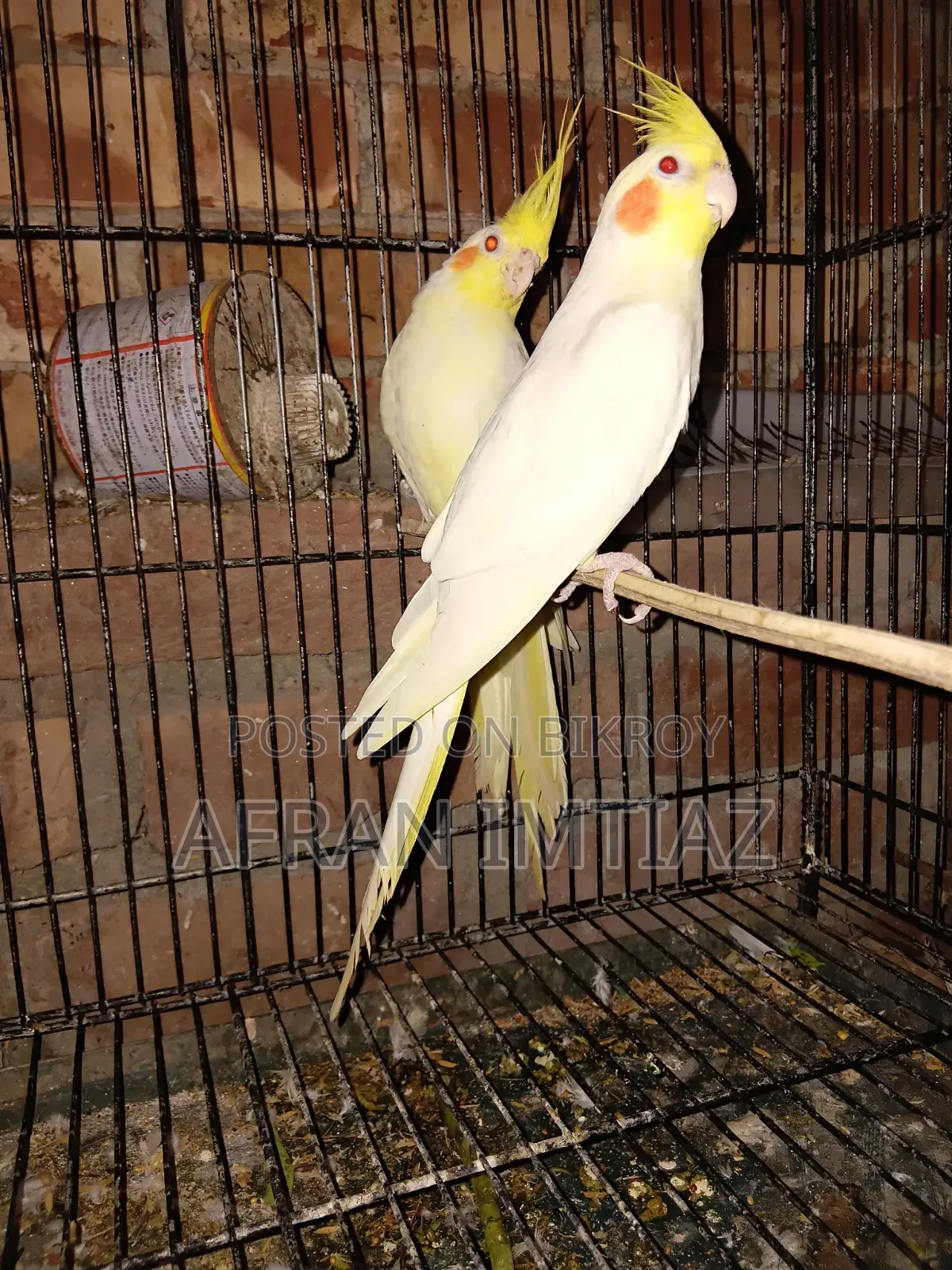 ককাটেল পাখি