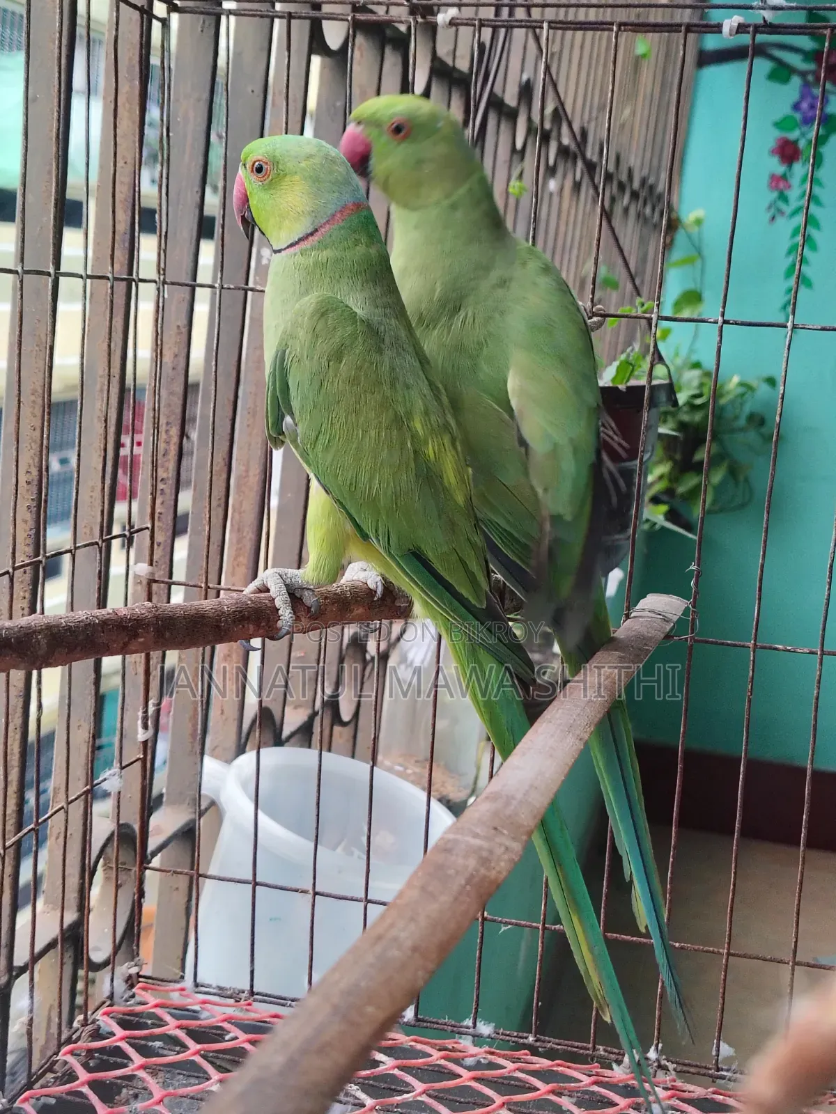 Ringneck Parrot