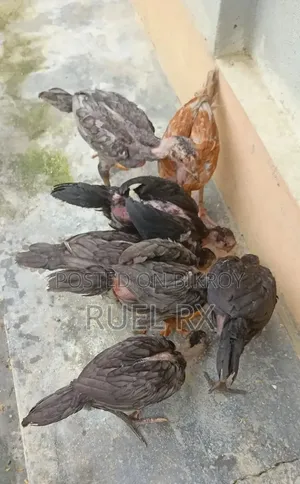 ৮ পিস আসিল শর্টনল বাচ্চা